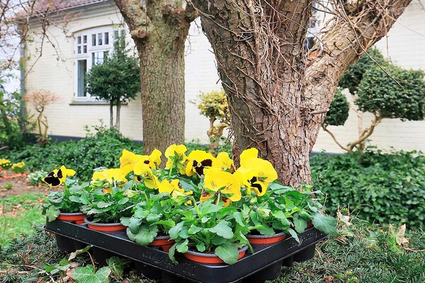 Foto van 6 persoons vakantie huis in Søby Ærø-By Traum - Vakantiehuis in Søby Ærø - View