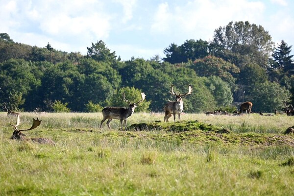 Foto van 6 persoons vakantieparkhuis in Middelfart - Vakantiehuis in Middelfart - Untagged