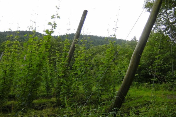 Foto van Tentlodge bij natuurpark Echternach - Vakantiehuis in Echternacherbrück - AreaSummer20KM