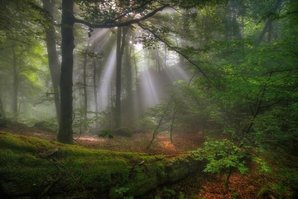 Foto van Tentlodge bij Echternach & Eifel Natuurpark - Vakantiehuis in Echternacherbrück - AreaSummer20KM