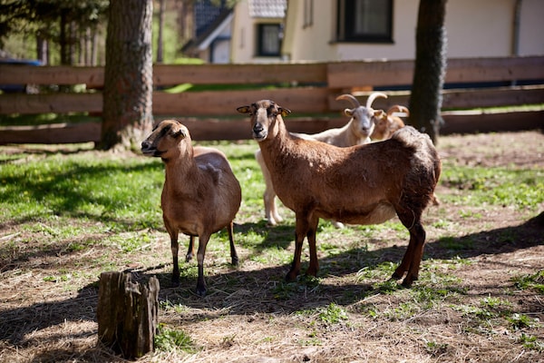 Foto van Halfvrijstaande woning in natuurgebied Drewitz. - Vakantiehuis in Drewitz - GardenSummer