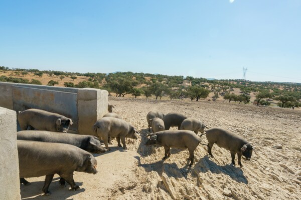 Foto van Vakantiehuis in Tajo met zwembad en terras - Vakantiehuis in Herrera de Alcántara - AreaSummer1KM
