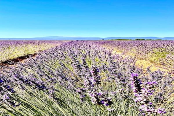 Foto van Zonnig verblijf in Lavendelland - Vakantiehuis in BONNIEUX - AreaSummer20KM