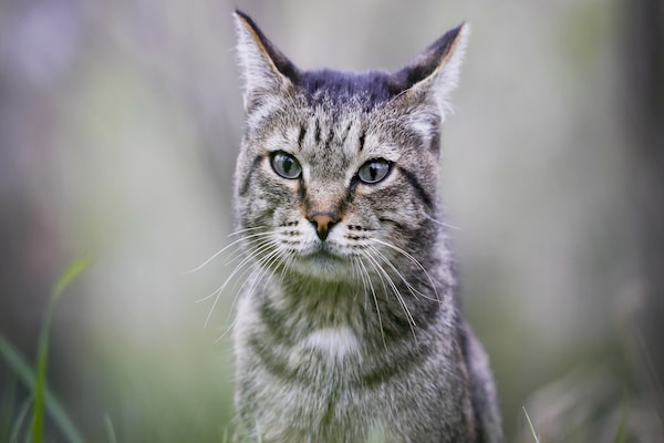 Foto van Zonnig verblijf in Lavendelland - Vakantiehuis in BONNIEUX - Ambiance
