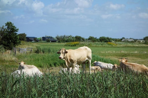 Foto van Comfortabel Callantsoog-retraite - Vakantiehuis in Callantsoog - AreaSummer20KM