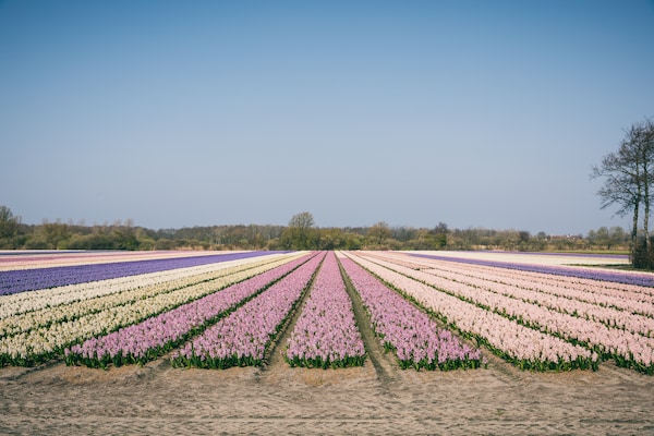 Foto van Zonnig Dunimar Retreat - Vakantiehuis in Noordwijkerhout - AreaSummer1KM