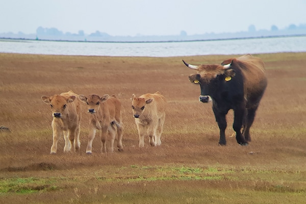 Foto van Bungalow in Ouddorp met Uitzicht op Natuur - Vakantiehuis in Herkingen - AreaSummer1KM