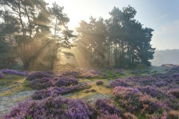 Foto van Bungalow in Veluwe nabij Harderwijk - Vakantiehuis in Putten - AreaSummer5KM