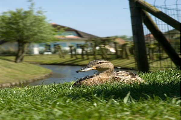 Foto van Villa in Domburg bij Noordzeestrand - Vakantiehuis in Domburg - Ambiance