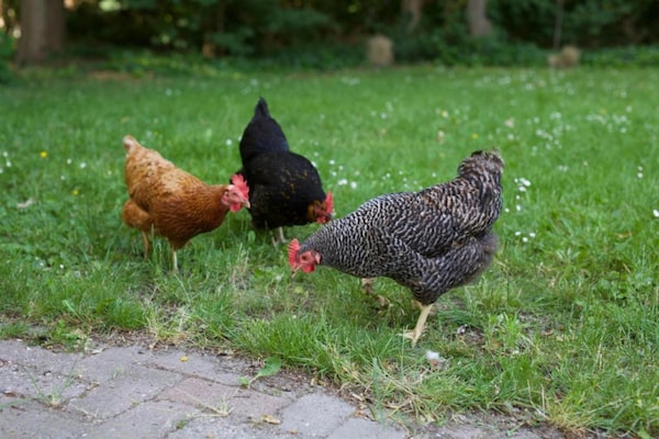 Foto van Huisdiervriendelijke vakantie - Vakantiehuis in Heinkenszand - AreaSummer20KM