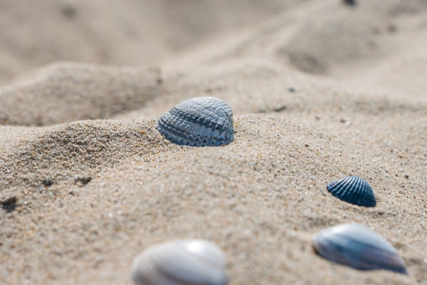 Foto van Luxe duinvilla op een vakantiepark - Vakantiehuis in Cadzand - AreaSummer1KM