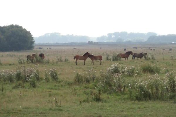 Foto van Lodge in Schaijk met Tuinterras - Vakantiehuis in Schaijk - AreaSummer5KM