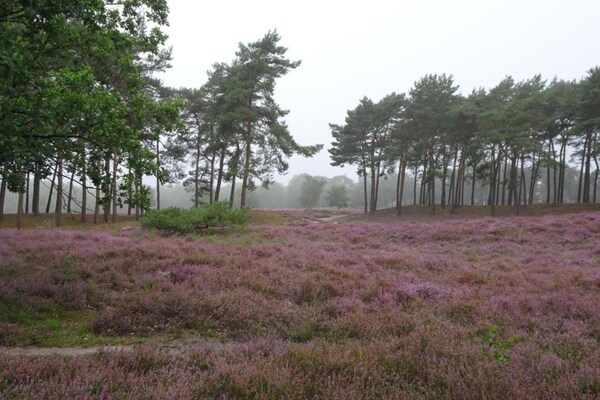 Foto van Ruime villa in bospark - Vakantiehuis in Schaijk - AreaSummer5KM