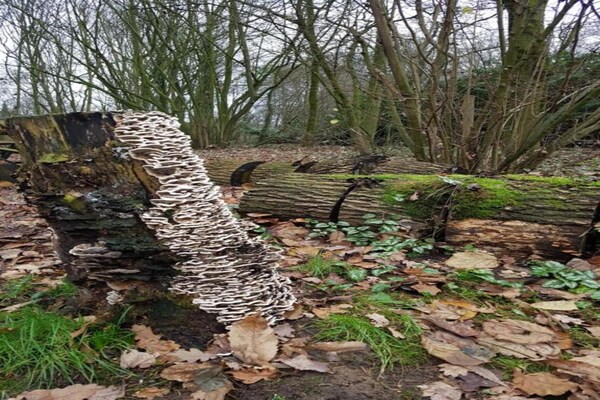 Foto van Safaritent op vakantiepark - Vakantiehuis in Arcen - AreaSummer20KM