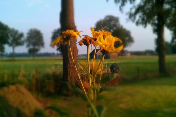 Foto van Bos Lodge met heerlijke tuin - Vakantiehuis in Markelo - AreaSummer20KM