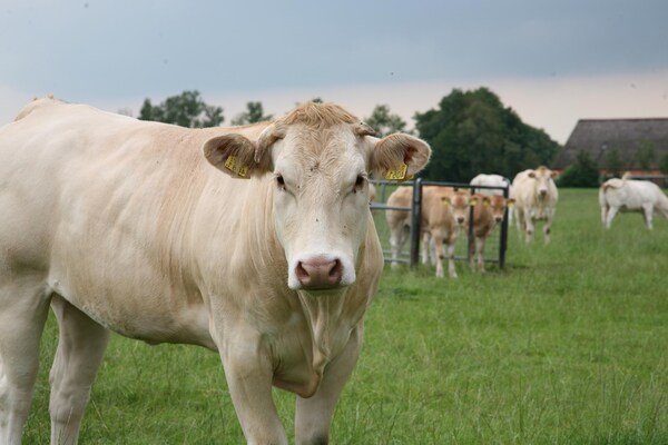 Foto van Wellness Villa | Finse sauna - Vakantiehuis in Ruinen - AreaSummer5KM