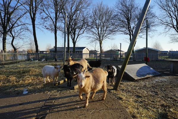 Foto van Chalet midden in de natuur met terras voor 6 - Vakantiehuis in Kampen - ParkFacilities