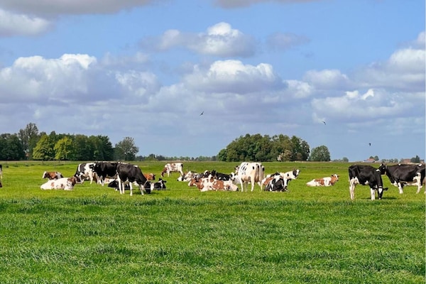 Foto van Villa aan Tjeukemeer met Privé Steiger - Vakantiehuis in Delfstrahuizen - AreaSummer20KM